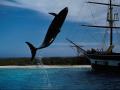 Baleine 019